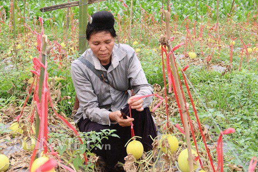 vuon dua le chet kho van cho nguon thu hang chuc trieu dong hinh 1