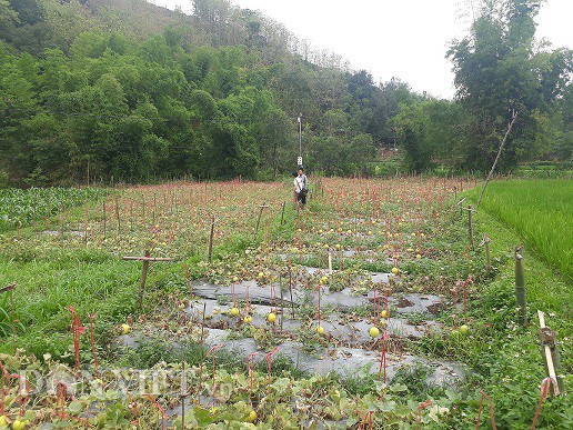 vuon dua le chet kho van cho nguon thu hang chuc trieu dong hinh 3