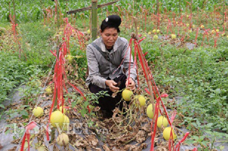 vuon dua le chet kho van cho nguon thu hang chuc trieu dong hinh 4
