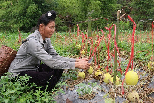 vuon dua le chet kho van cho nguon thu hang chuc trieu dong hinh 6