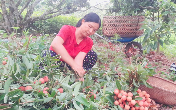 vai thieu bac giang vao chinh vu, nong dan phan khoi vi duoc gia hinh 1