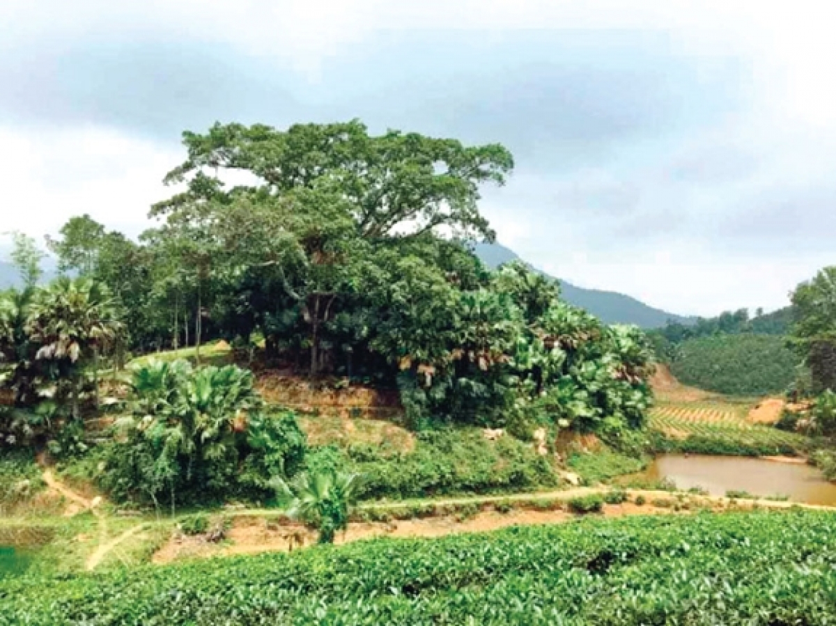 Khu vực đồi cọ thuộc xã Minh Tiến, huyện Đại Từ, tỉnh Thái Nguyên
- nơi đồng chí Hoàng Văn Thái từng hoạt động.