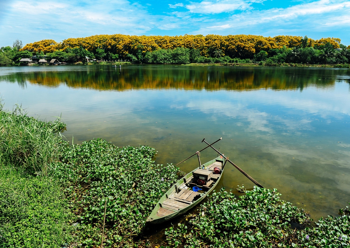 Sưa vàng ven sông. Ảnh: Hoàng Hải