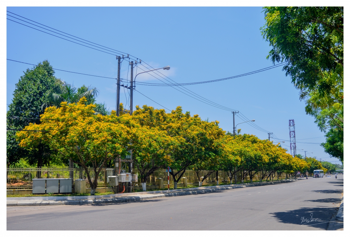 Tam Kỳ mùa hoa sưa. Ảnh: Đoàn Xuân Sơn