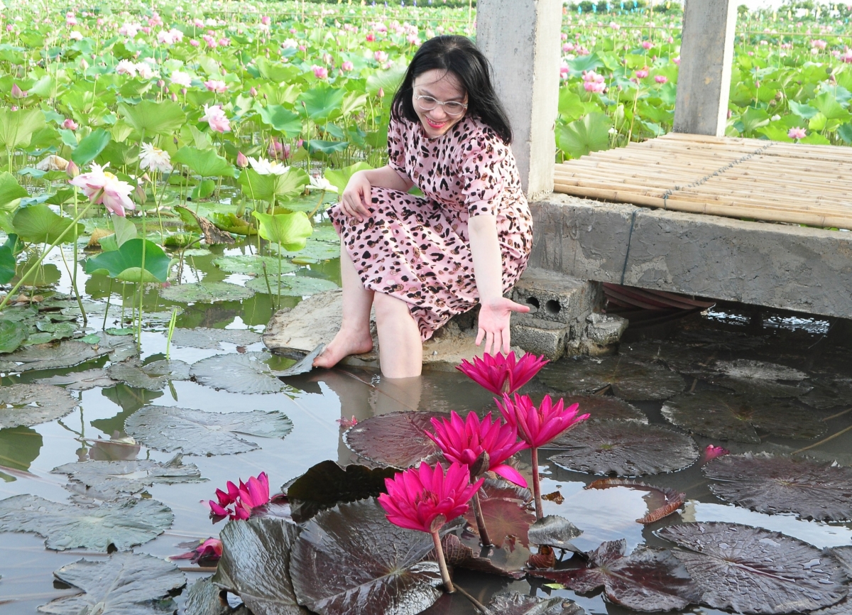 Những bông hoa sen, hoa súng ở HTX Hoa sen Vân Đài như muốn níu chân du khách