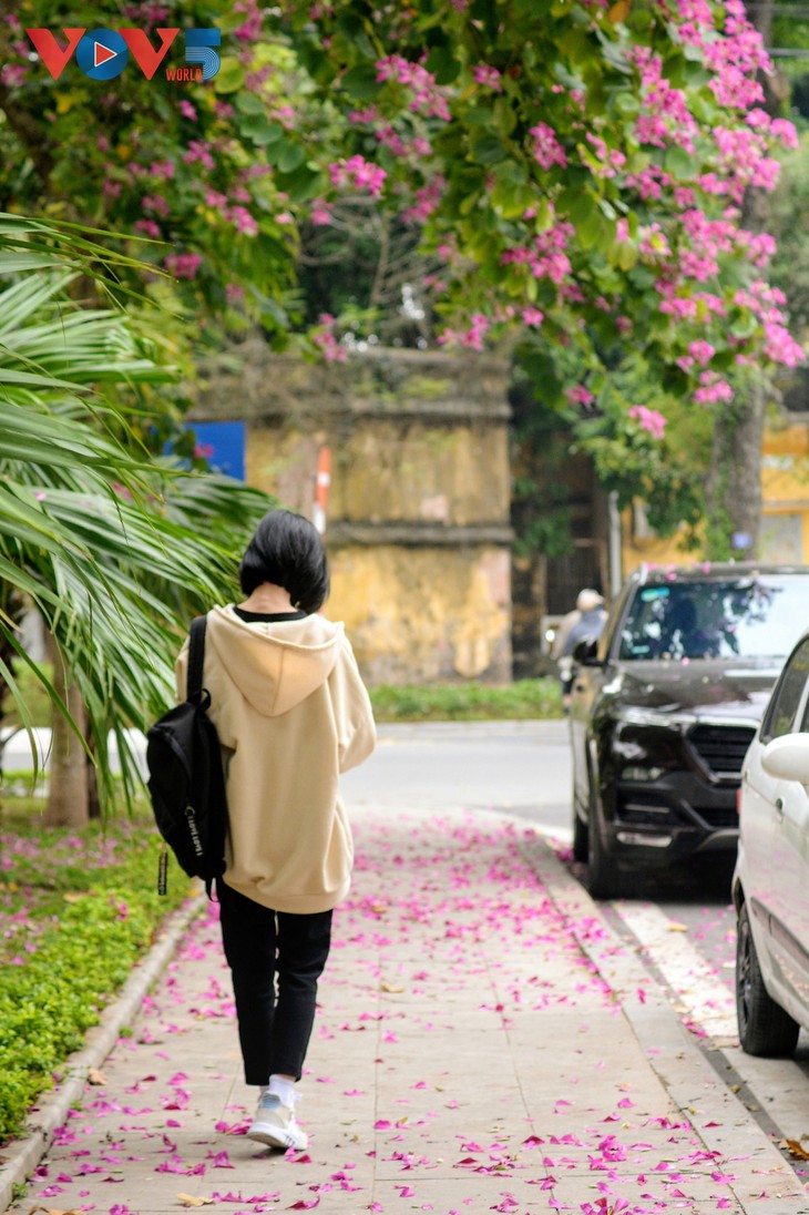 Hoa Ban Tây Bắc nở sớm giữa thủ đô Hà Nội - ảnh 13