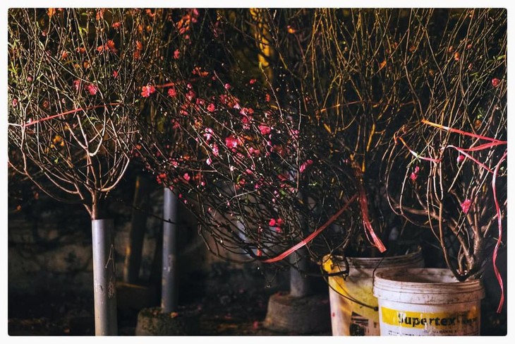 Nhộn nhịp chợ hoa đêm Quảng An những ngày giáp Tết - ảnh 10