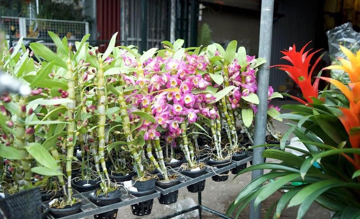 Chợ hoa Quảng An rộn ràng sắc hương những ngày cận Tết - ảnh 11
