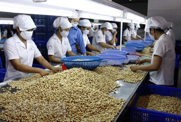 Việt Nam giữ vững ngôi đầu thế giới về chế biến và xuất khẩu điều - ảnh 1