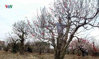 người trồng đào trên đảo vân đồn đón tết ấm no hình 3