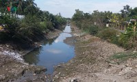 hàng trăm ha lúa ở kiên giang bị ảnh hưởng bởi hạn mặn hình 4