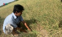 nhà vườn sóc trăng nỗ lực bảo vệ vườn cây ăn trái trước hạn mặn hình 3