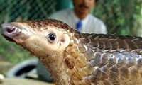 virus ncov còn lây qua tiêu chảy: vấn đề thực sự với các bệnh viện? hình 2