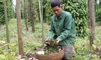cháy kho hồ tiêu được mua bảo hiểm 19 tỷ đồng tại gia lai hình 2