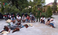 mùng 2 tết đi đá gà ăn tiền còn đánh người gây thương tích hình 2
