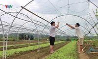 rau tăng giá, nhà vườn lâm đồng phấn khởi hình 3