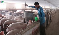 dịch tả lợn châu phi kéo dài, quảng trị tìm hướng khôi phục chăn nuôi hình 4