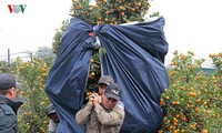 "đỏ mắt" tìm giúp việc theo giờ giáp tết hình 3