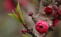 tháng ba, tây bắc đến mùa ban nở rồi anh ạ! hình 3