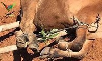 dịch lở mồm, long móng lan nhanh, khó kiểm soát tại quảng ngãi? hình 3