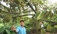nông dân phấn khởi vì cây sương sáo được mùa được giá hình 2