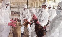 romania chính thức công bố bùng phát dịch cúm hình 2