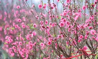 người xông nhà tết canh tý đem theo vật này sẽ may mắn cho gia chủ hình 2