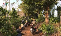 bắt được nghi phạm sát hại người phụ nữ rồi giấu xác trong rẫy cà phê hình 2