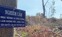 bắt quả tang một vụ phá rừng chiếm đất ở đà lạt hình 2