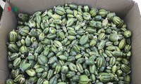 vận chuyển hơn 50kg quả thuốc phiện đi bán kiếm lời hình 2