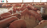 tạm dừng thi công dự án xả nước đen thải ra biển ở bình định hình 4