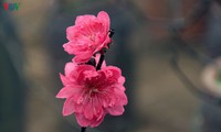 không khí lạnh tăng cường, miền bắc rét đậm kèm mưa nhỏ đến tết hình 3