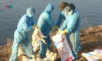 tăng cường các biện pháp ứng phó với dịch cúm a – (h5n6 và h5n1) hình 2
