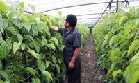 đón năm mới, về thăm vườn trầu vị thủy hình 5