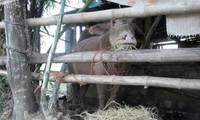 xe khách lao vào nhà dân, hàng chục hành khách thoát chết hình 2