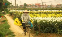 làng hoa lớn nhất cần thơ sẽ đưa 320 ngàn chậu hoa ra thị trường hình 2