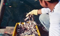 những ngư dân đón tết trên biển để góp phần bảo vệ chủ quyền hình 6