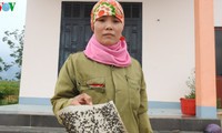 cuộc sống hàng trăm người dân bắc kạn đảo lộn vì ruồi hình 4
