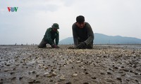 ngao há miệng chết trắng bãi, nông dân khóc ròng hình 4