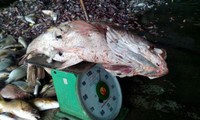 tiền giang, bến tre, nhiều công trình ngăn mặn, trữ ngọt hàng chục tỷ đồng chưa hiệu quả hình 5