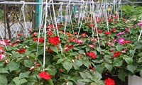 thủ tướng chứng kiến lễ ký hợp tác phát triển du lịch đbscl hình 2