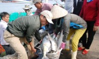 ngư dân lý sơn ra quân đánh bắt hải sản hình 3