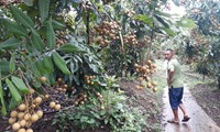 ngày hội nhãn sông mã sẽ được bắt đầu từ ngày 2/8 hình 3