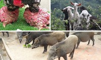 nuôi lợn rừng lai giúp người dân ba na thoát nghèo hình 2