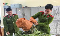 bắt đối tượng vận chuyển 22kg quả thuốc phiện tươi hình 3