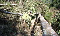 lào cai sẽ xử nghiêm cá nhân tung tin đốt rừng để trồng cây nông nghiệp hình 3
