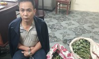 phá nhổ gần 500 cây thuốc phiện tại huyện nậm pồ, điện biên hình 3