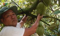 tiền giang: nước mặn bủa vây, vườn sầu riêng đặc sản điêu đứng hình 8