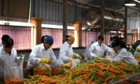 xuất khẩu nông lâm thủy sản 2 tháng giảm, chỉ đạt 5,5 tỷ usd hình 2