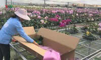 đắk lắk nhộn nhịp vụ hoa tết hình 3